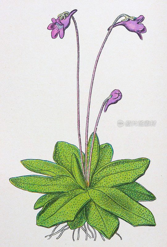 古董植物学插图:Butterwort, Pinguicula vulgaris